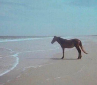 Lone horse standing on an empty beach