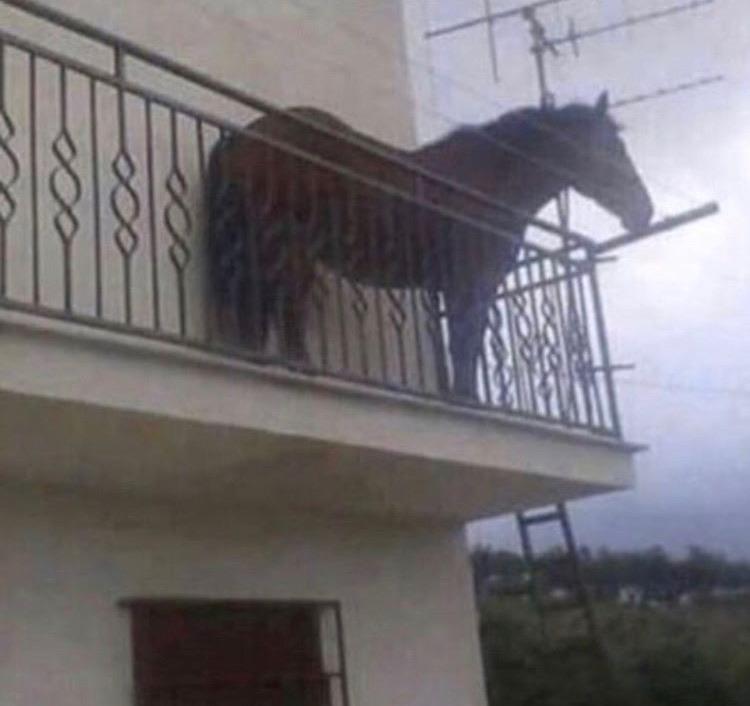 Juan — a horse standing on a second-floor balcony
